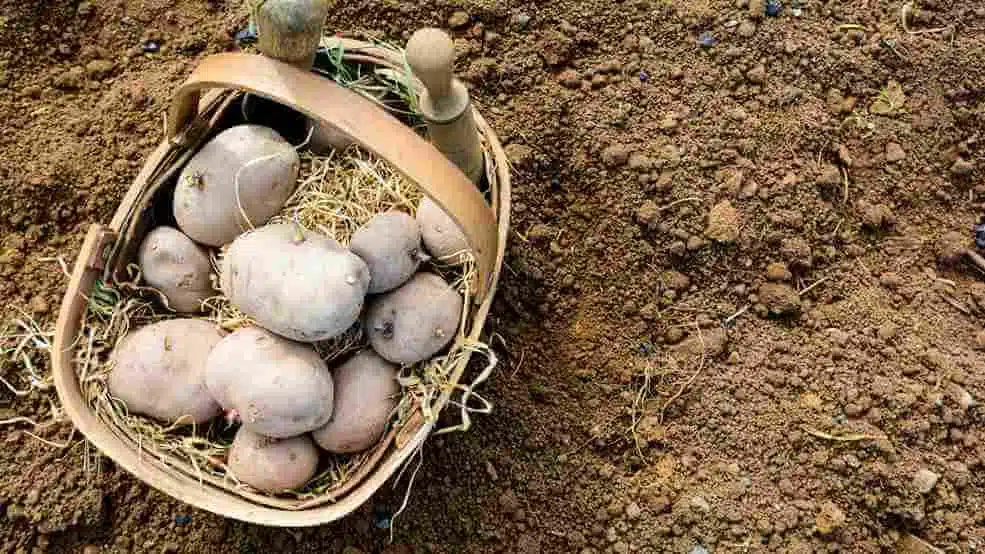 Grow-Your-own-Food Grow-Your-own-Food