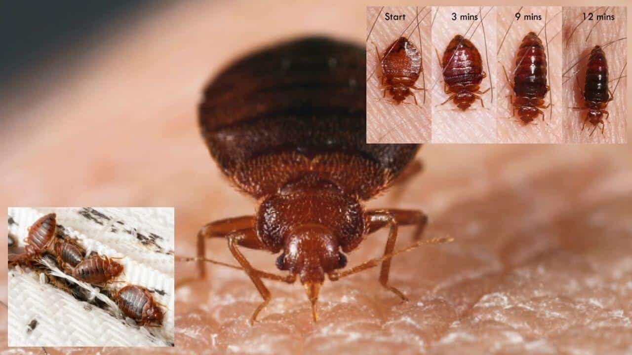 how-to-keep-bed-bugs-away-nature-s-mace