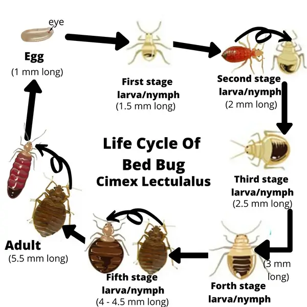 Bed bugs Life Stages