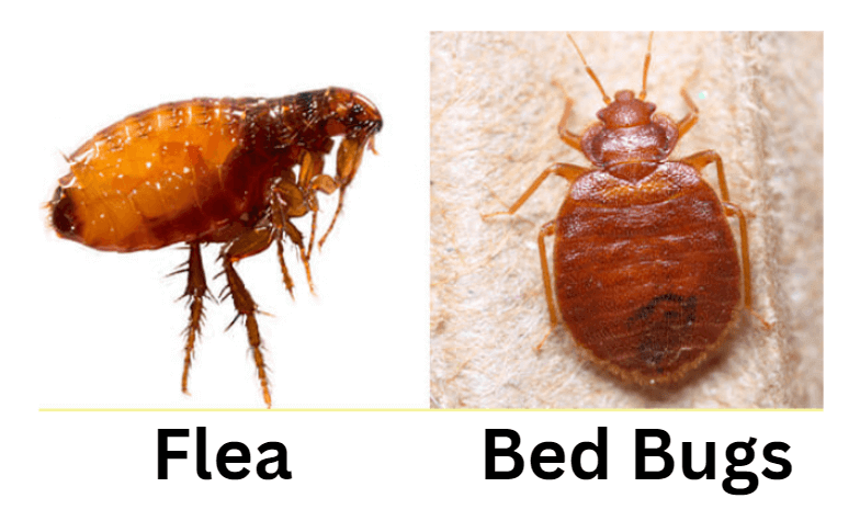 How to Determine Whether You Have Fleas or Bed Bugs