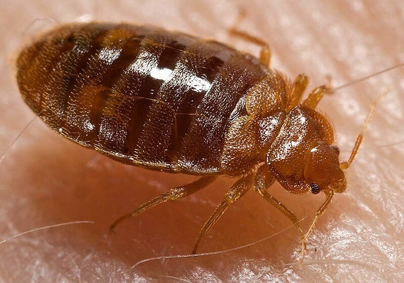 What Are Bedbugs